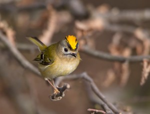 Goldcrest